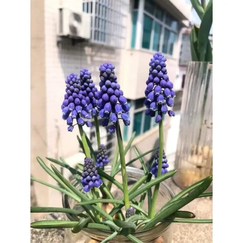 Củ hoa chuông ( nho lục bình, muscari) nhập khẩu Canada