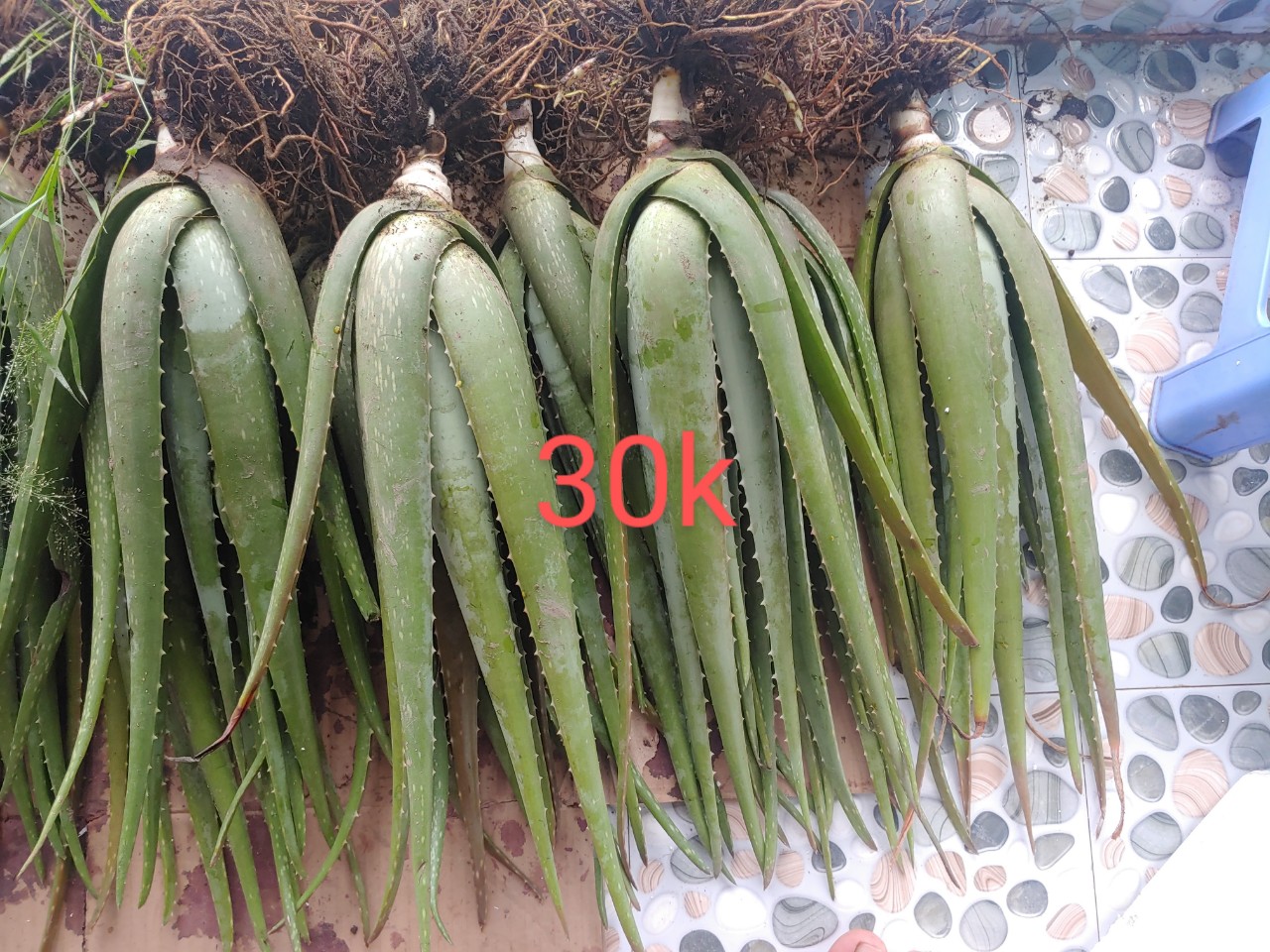2 Cây Nha Đam Mỹ Loại To 35-40cm ( Cây ươm chậu to khoẻ)