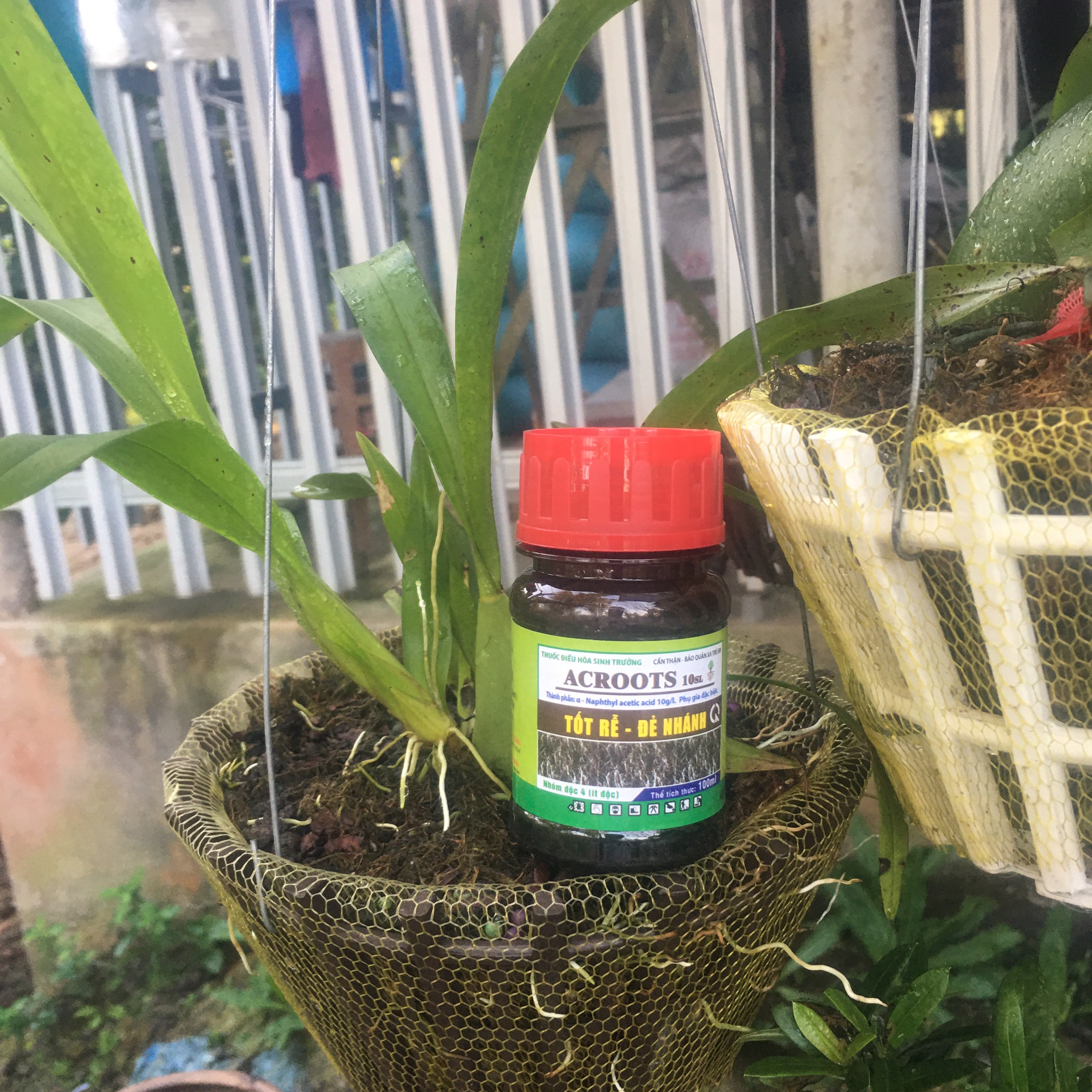 ACROOTS chai 100ml - Phân bón Tốt Rễ Đẻ Nhánh Acroots
