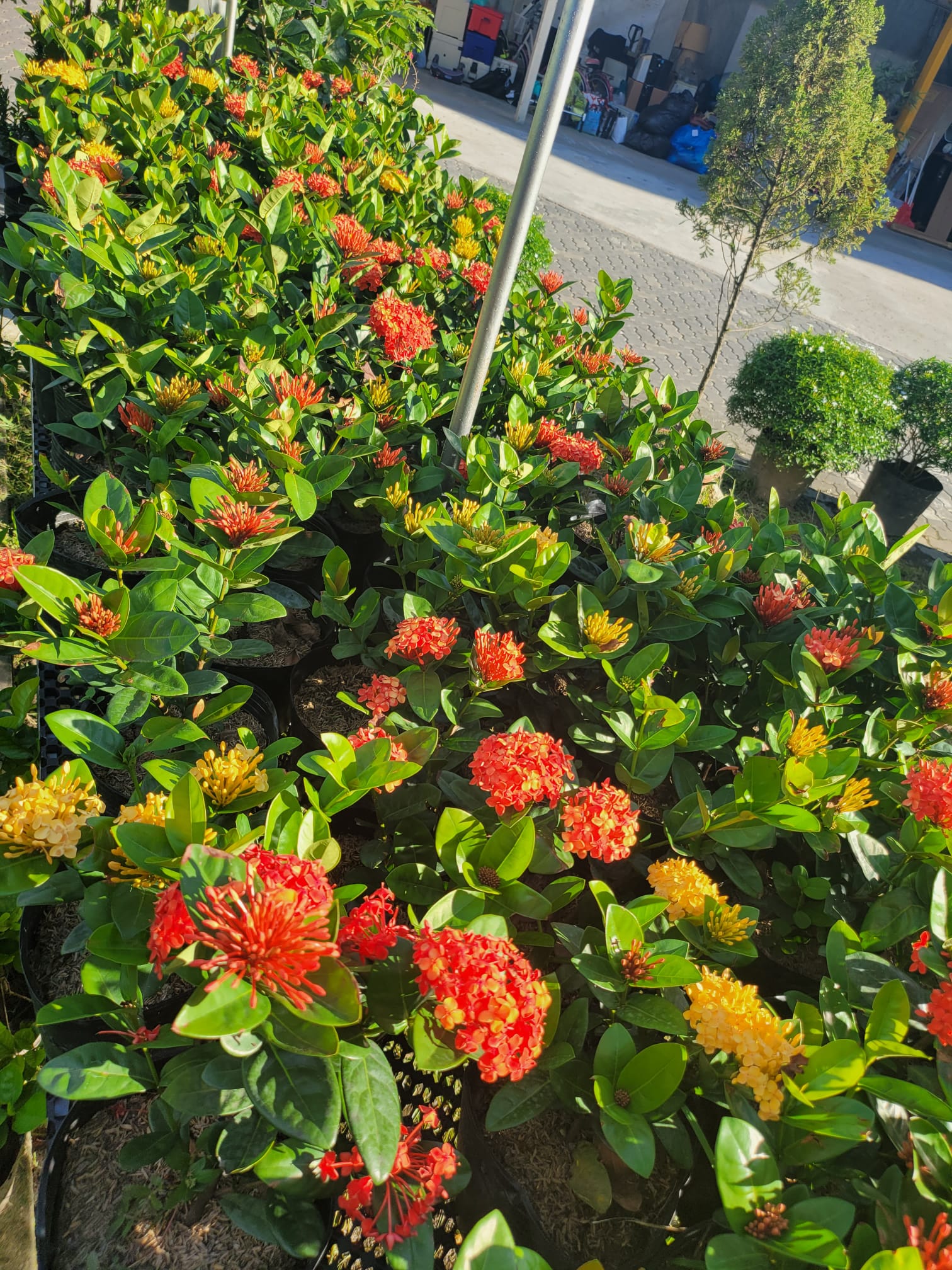 Ixora cultivars “yellow” & “red” (0.4mH) - Ornamental Flowers/ Ornamental  Foliage/ Flowery plants | Lazada Singapore