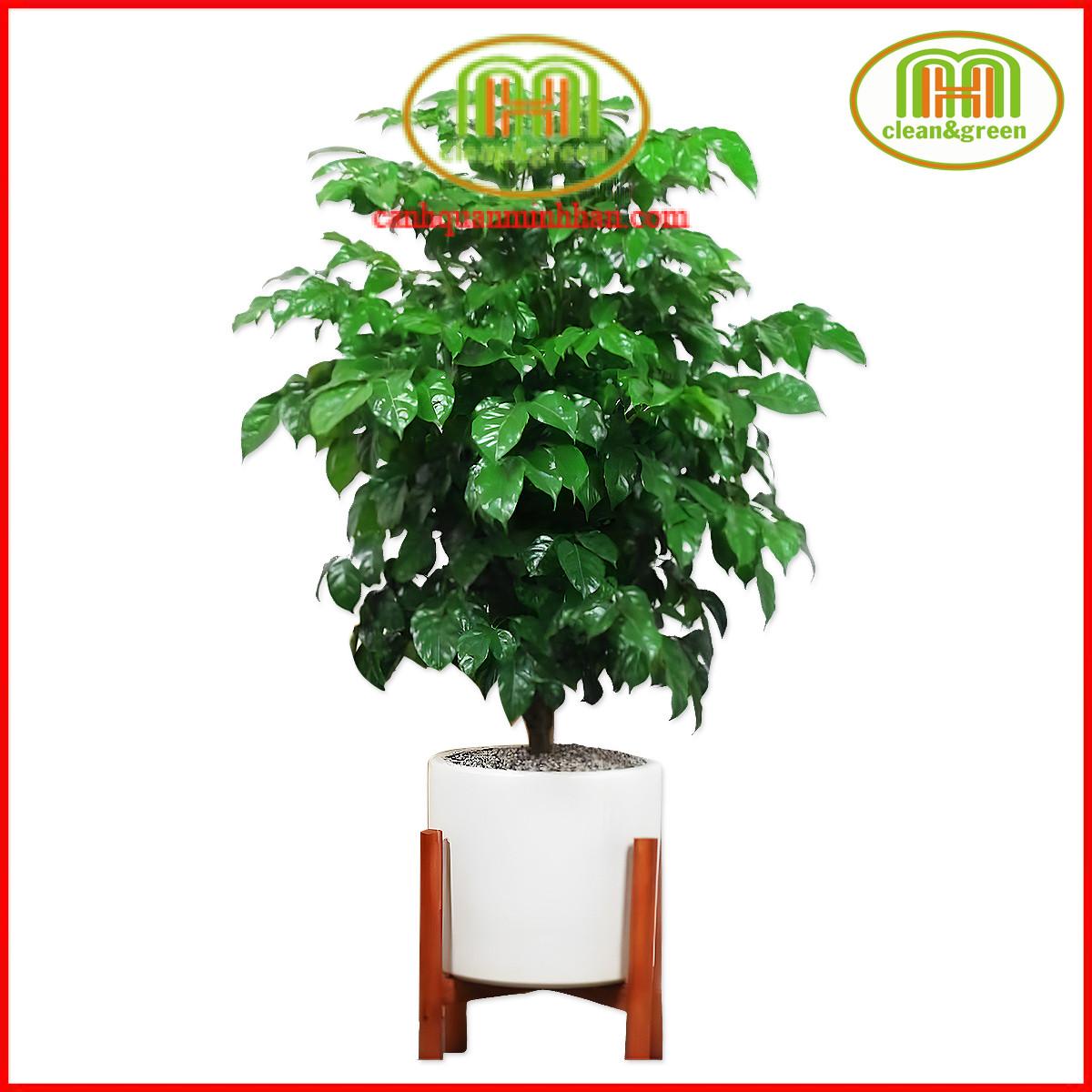 Cây hạnh phúc làm quà tặng khai trương, chúc mừng tân gia với mong muốn gia chủ luôn luôn hạnh phúc Minh Hân Garden
