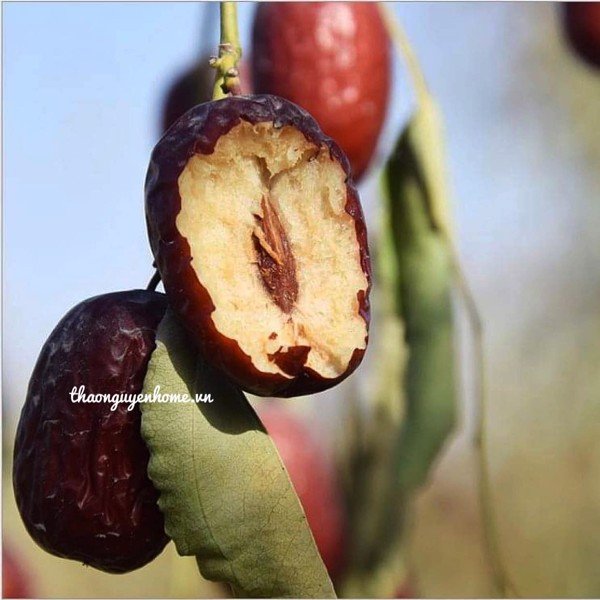 Táo Bụi Nhược Khương
