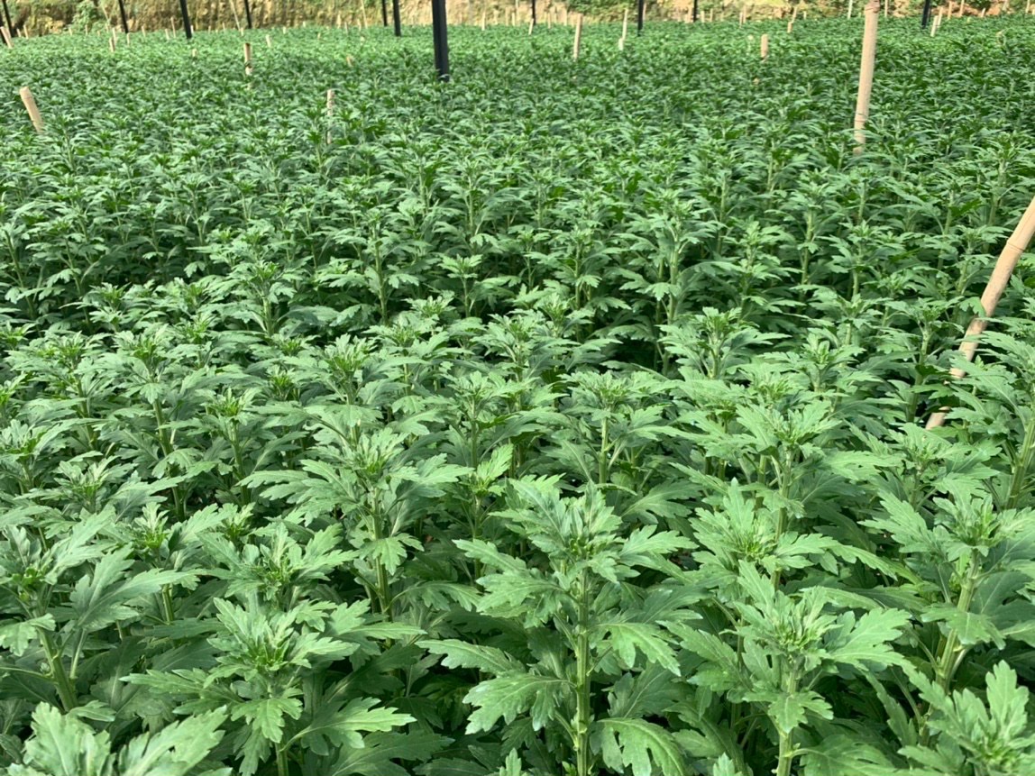 Mekong Grow-PHÁT RỄ-ĐI ĐỌT CỰC MẠNH