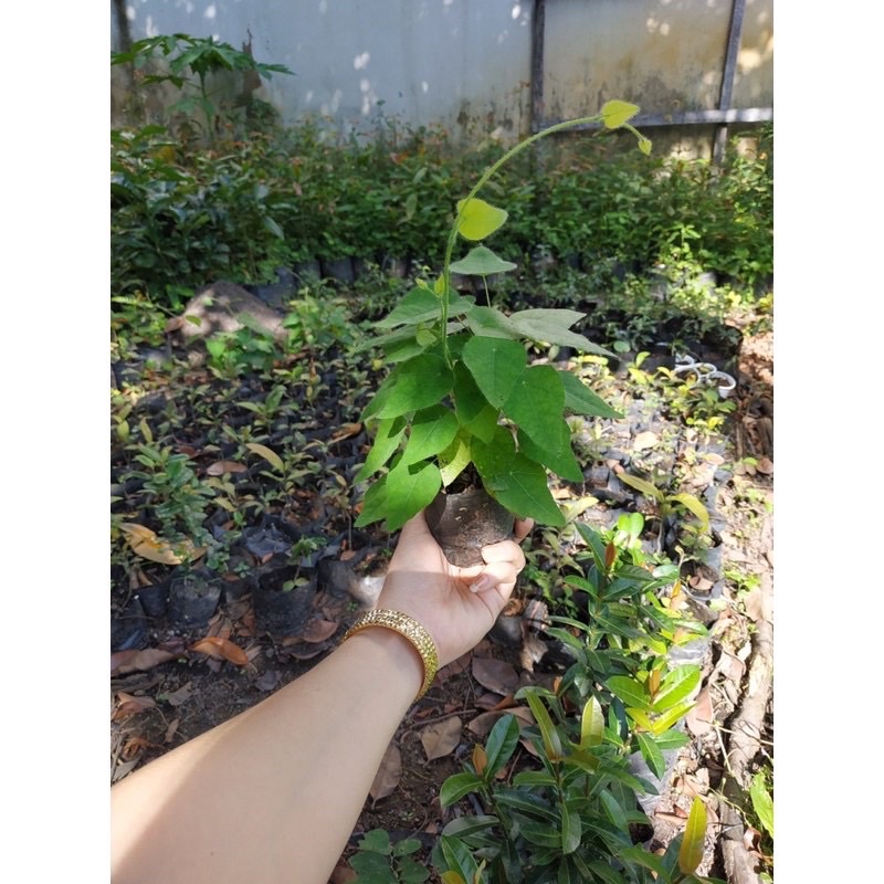 Cây giống sương sâm lông