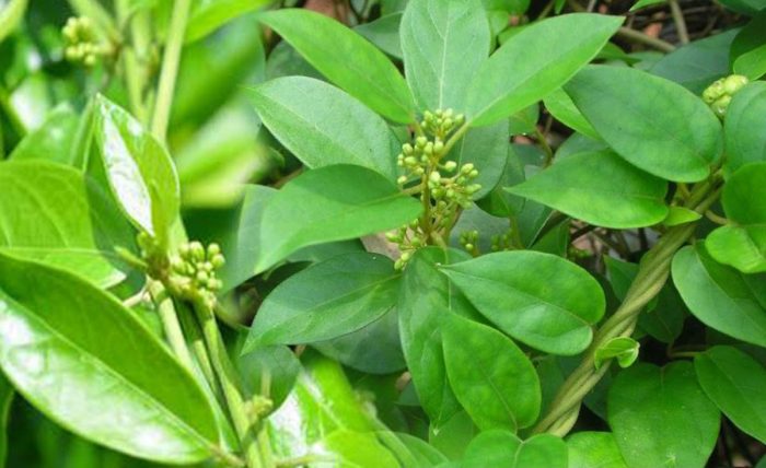 cây thìa canh lá lớn giống