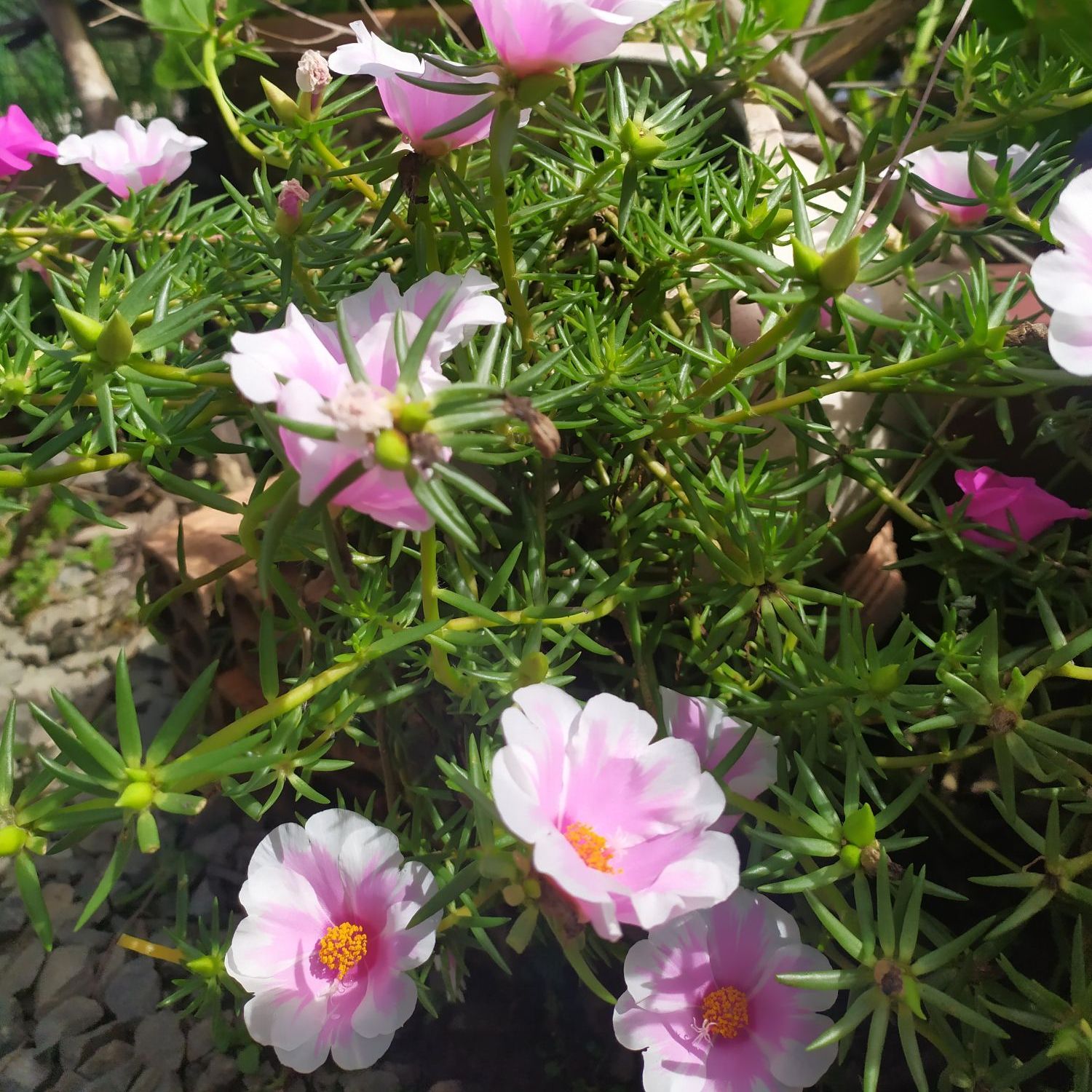 Hoa Mười Giờ Mỹ ( 0.5kg nhánh hoa )