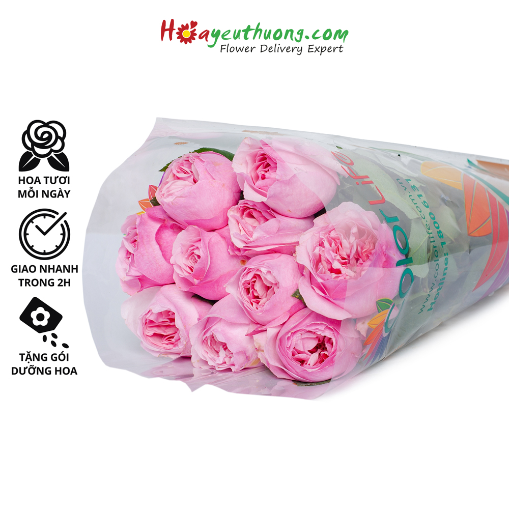 Hoa Hồng David Carey Hoayeuthuong- hoa tươi Đà Lạt trang trí nhà cửa thumbnail