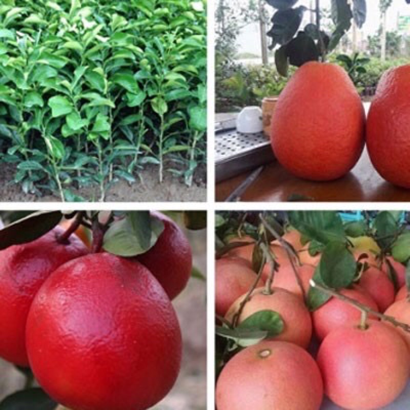 CÂY BƯỞI RUBY RUỘT ĐỎ THÁI LAN
