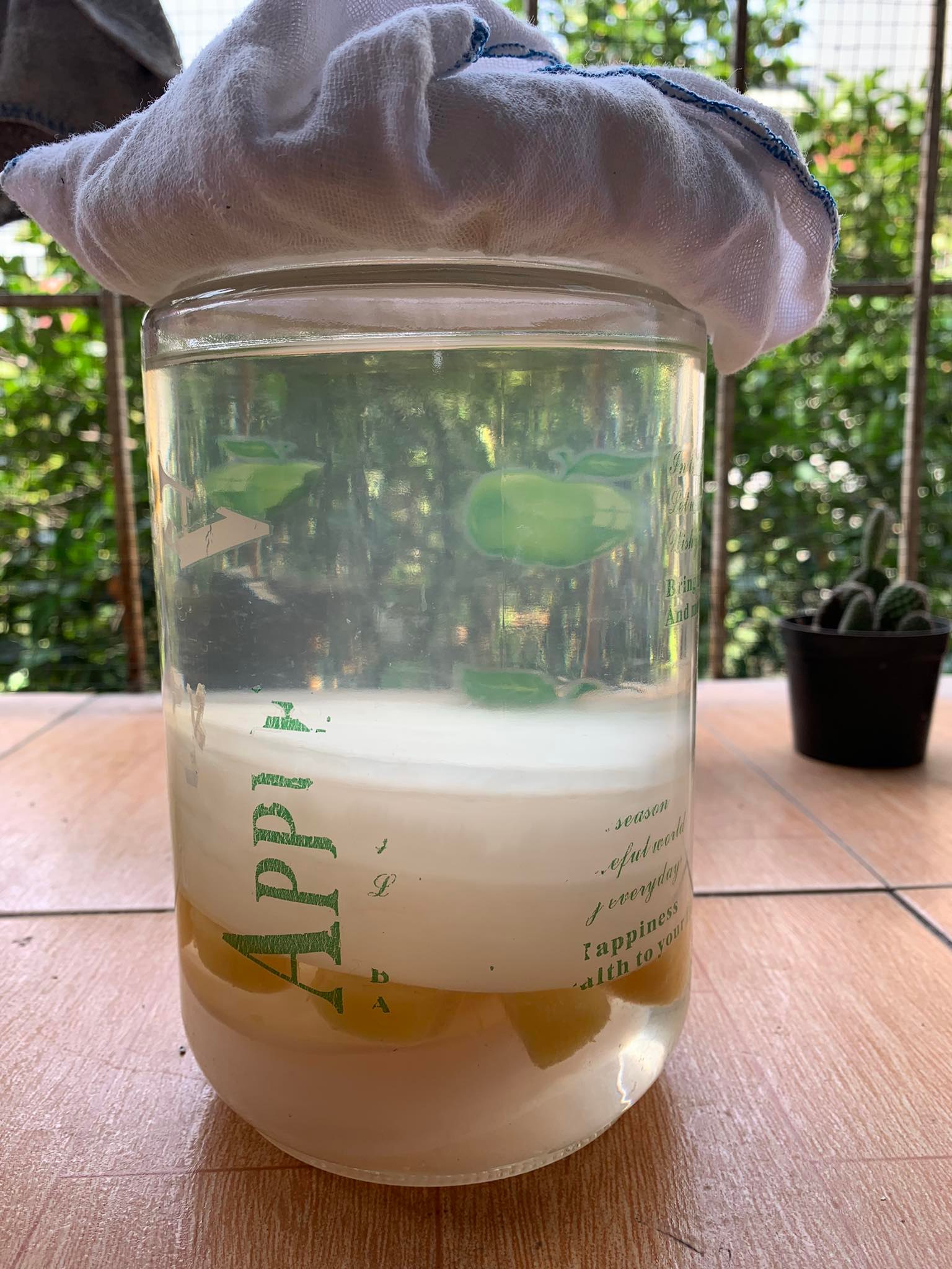 Combo con giấm [con dấm] nuôi + nước mồi