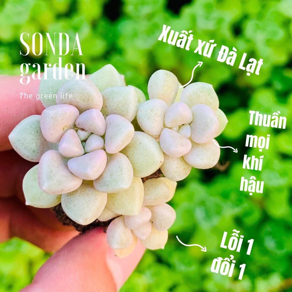 Sen đá kim tuyến size mini siêu khỏe đẹp lỗi 1 đổi 1