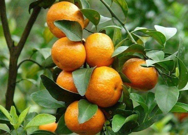 Cây giống quýt đường