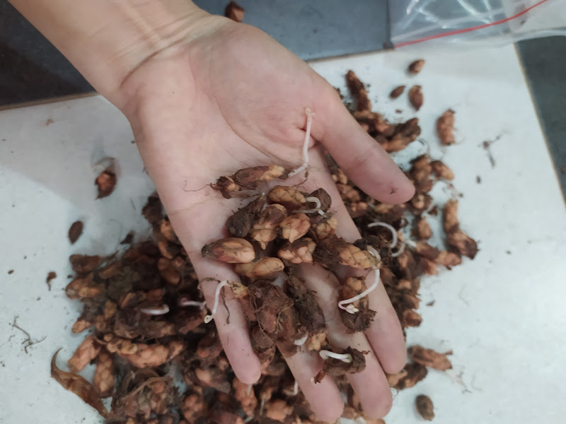 Set 50 Củ hoa bướm đêm lên 100%