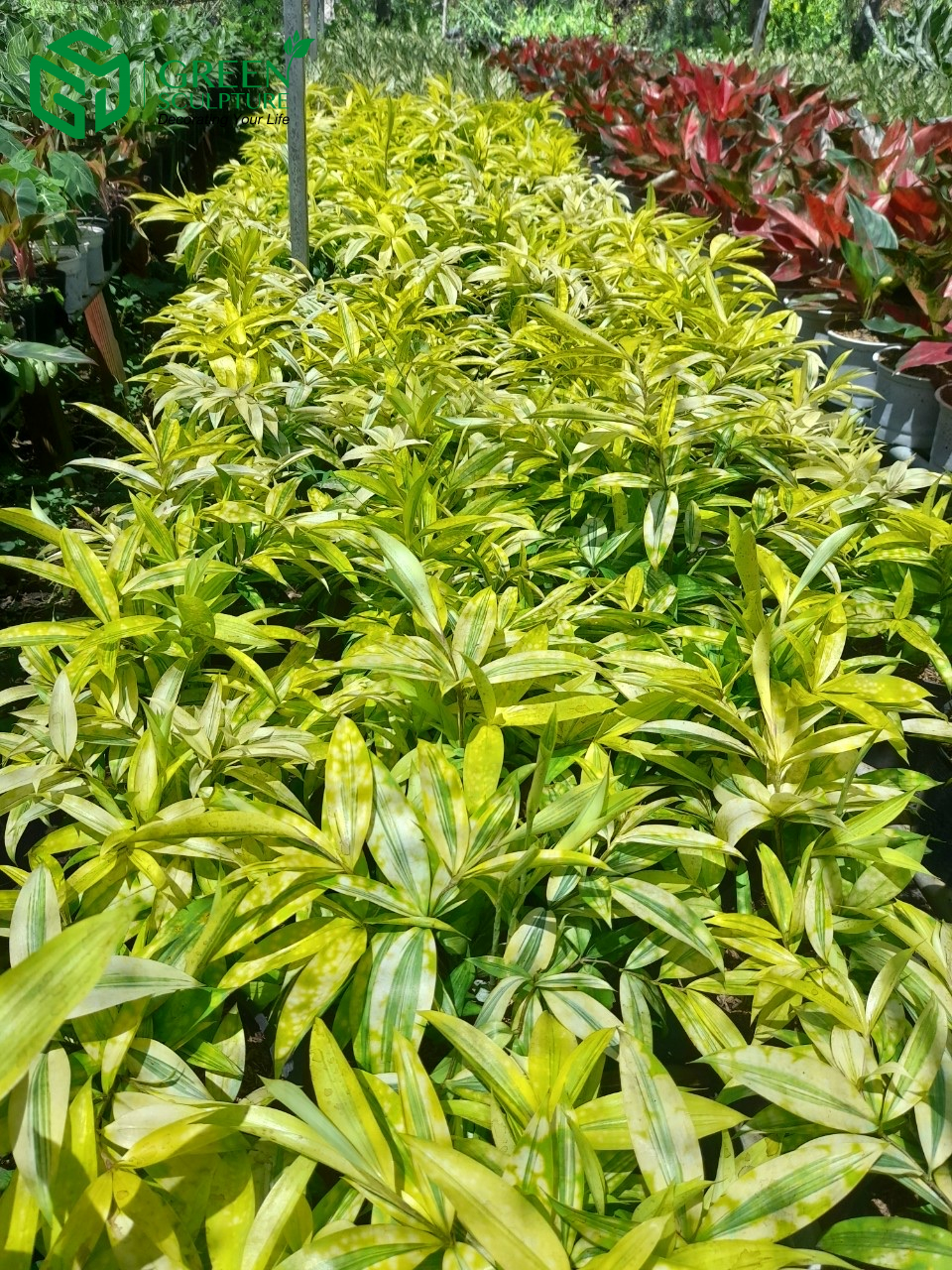 Trúc Nhật vàng