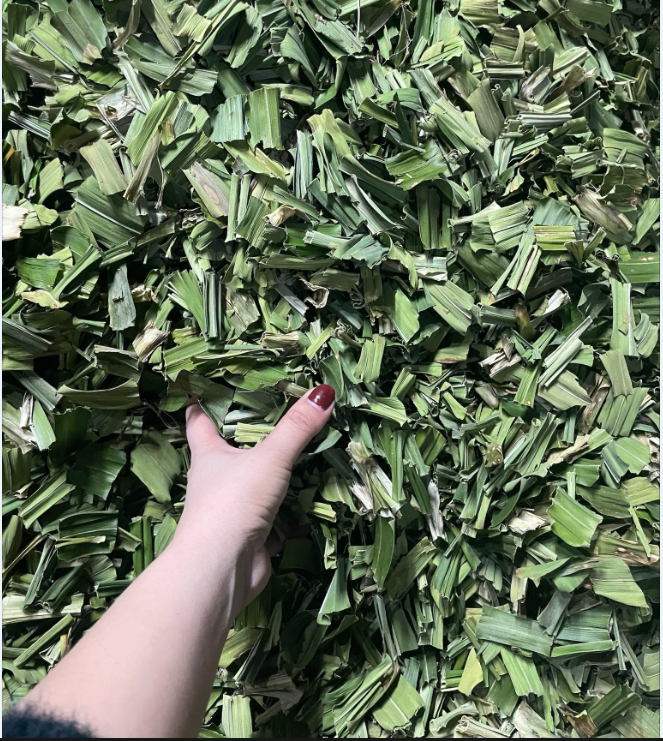 100GR Lá nếp sấy khô ( lá dứa sấy khô)