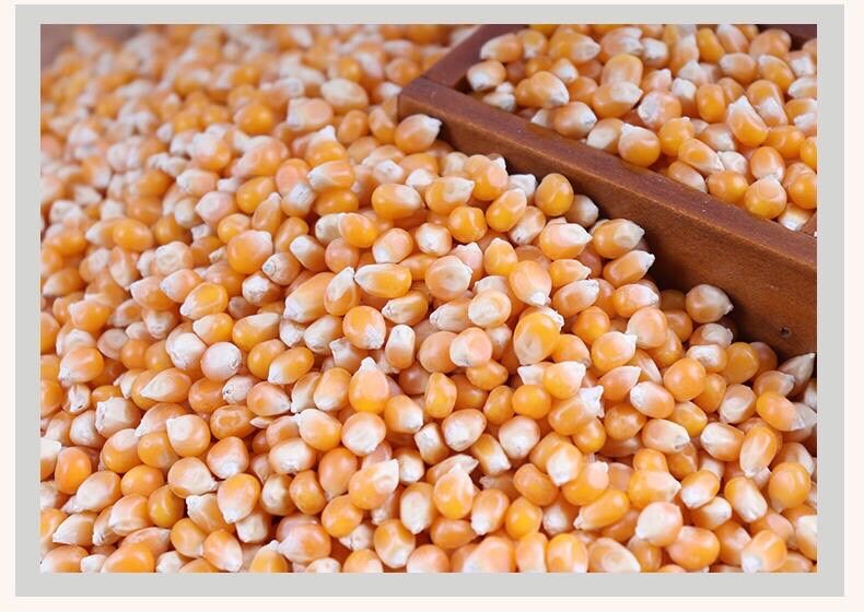 Sỉ 1 bao Ngô Mỹ làm bắp rang Bơ 23kg
