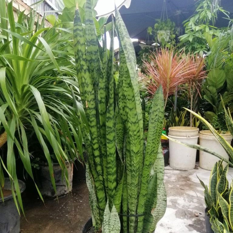 CÂY LƯỠI HỔ XANH DÁNG CAO 1 CÂY (40-50CM)