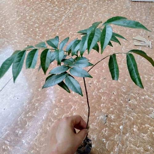 Combo 2 cây mắc mật lá nếp giống chuẩn (ảnh thật)