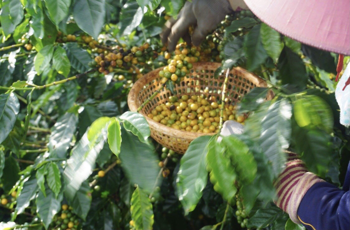 Cà Phê Nguyên Chất Baka - Epresso