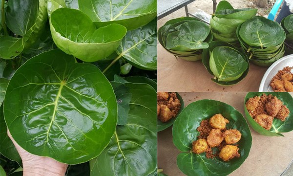 CÂY ĐINH LĂNG LÁ TRÒN THÁI LAN - cây giống