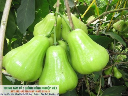 Cây roi xanh chuẩn giống ĐHNN