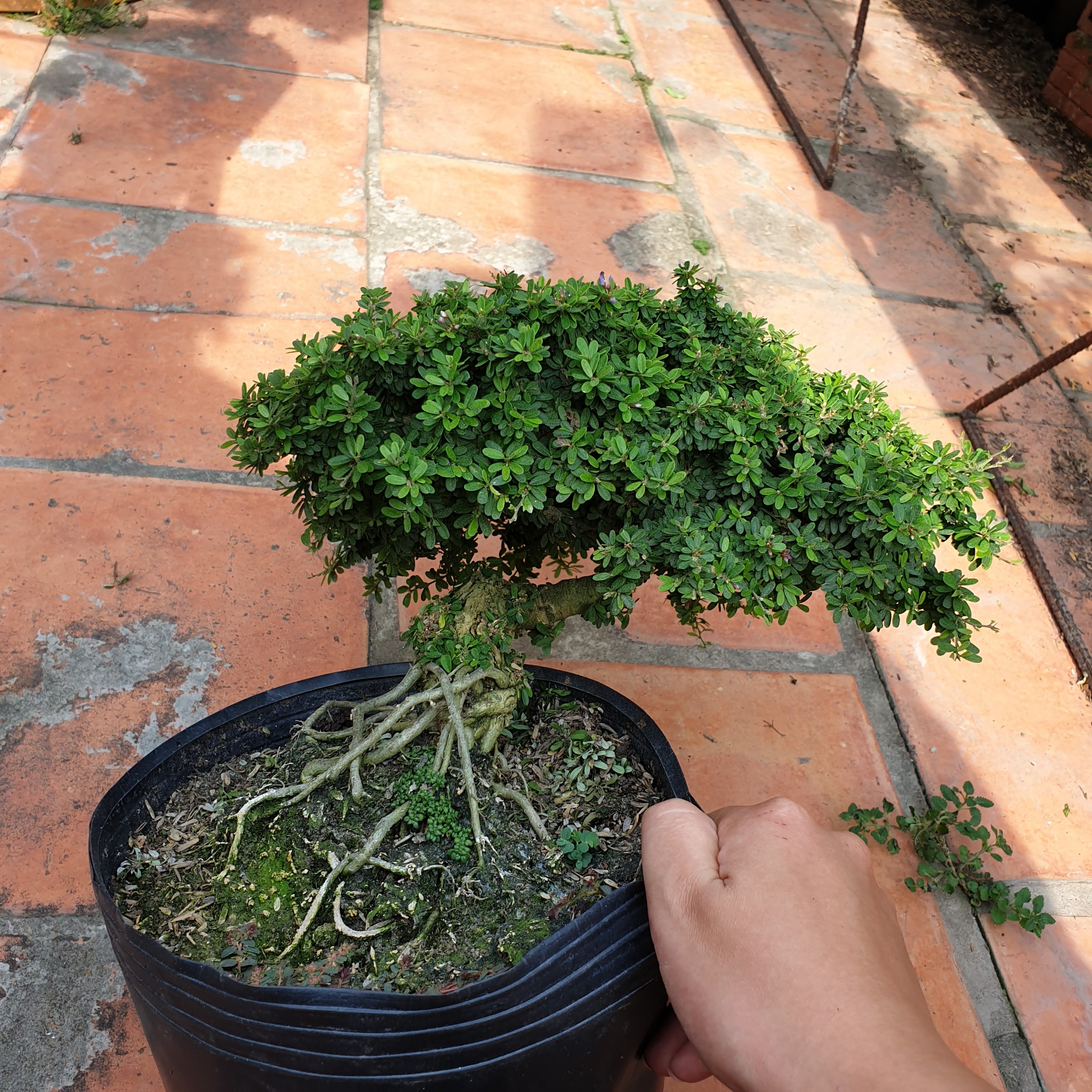 BONSAI Linh sam hạt gạo size đại