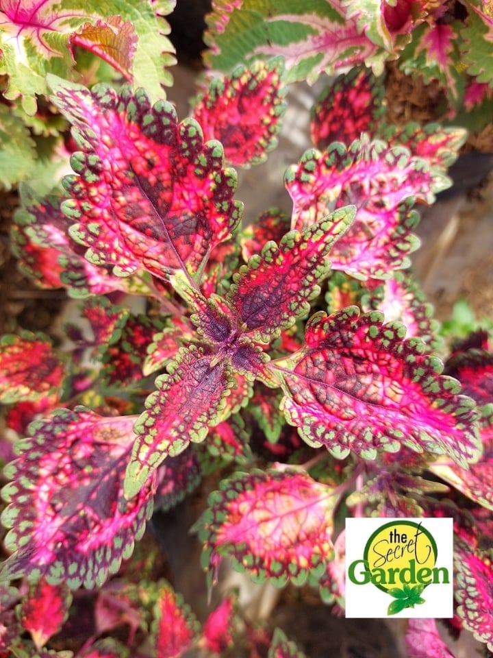 Mayana Coleus Red Peacock (Rare Mayana) with FREE plastic pot, and