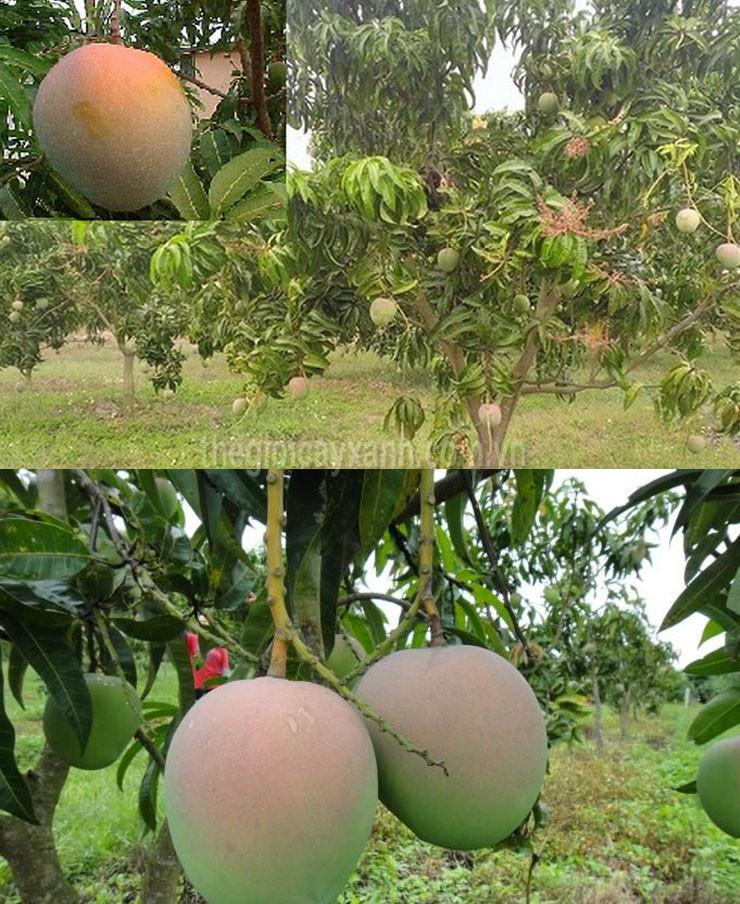 Cây xoài úc , cây giống chất lượng cao, quả to