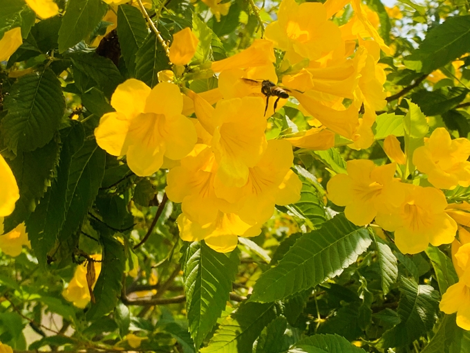 Cây Giống Hoa Huỳnh Liên vàng
