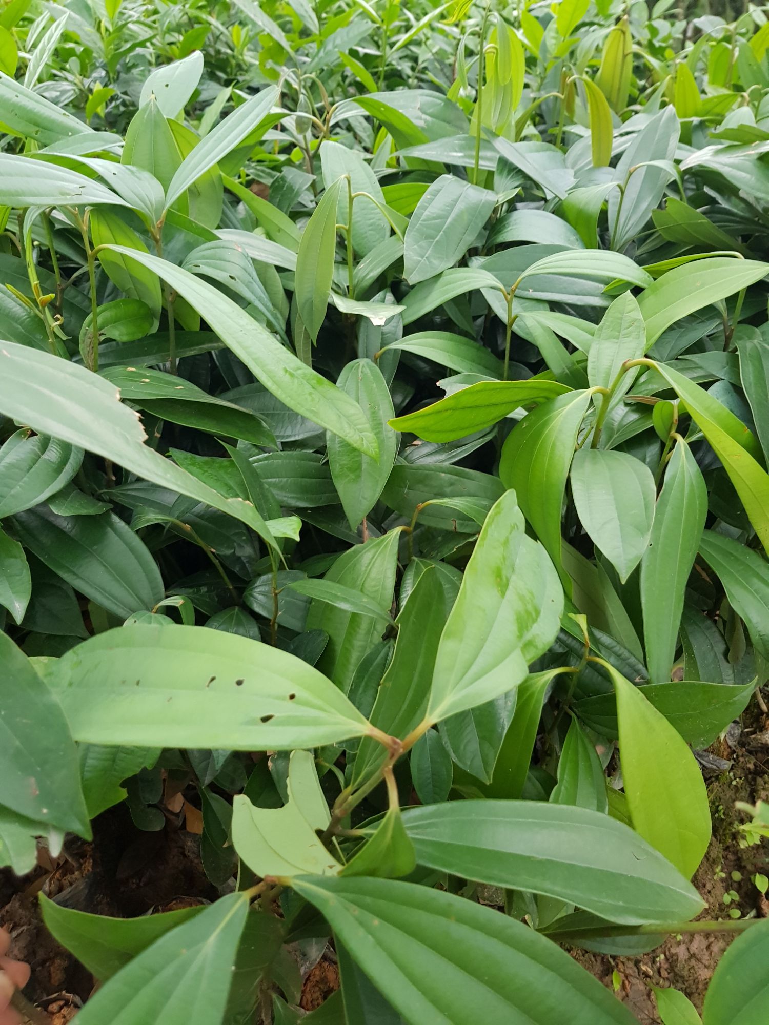 Cây quế Châu cây cao 40-50cm