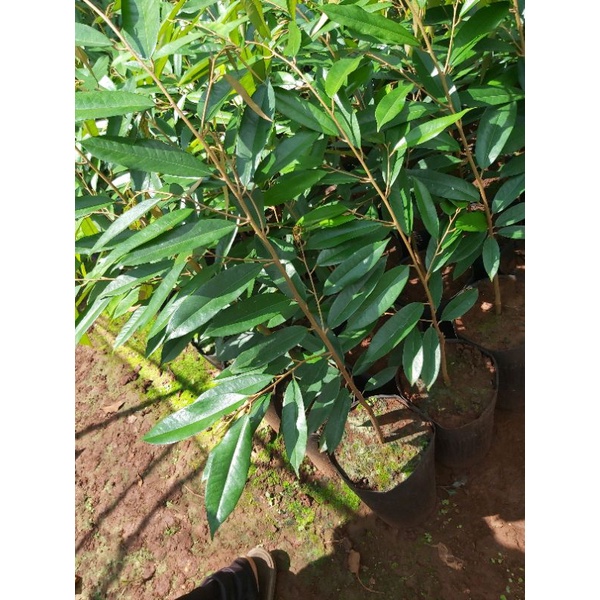 CÂY GIỐNG SẦU RIÊNG LÙN SIÊU SỚM