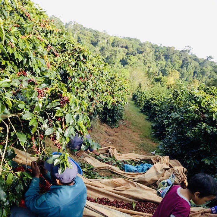Hộp Quà Cà Phê Cầu Đất DalatFarm (Arabica - Robusta - Phin)