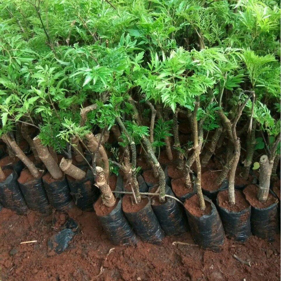 CÂY GIỐNG ĐINH LĂNG NẾP LÁ NHỎ