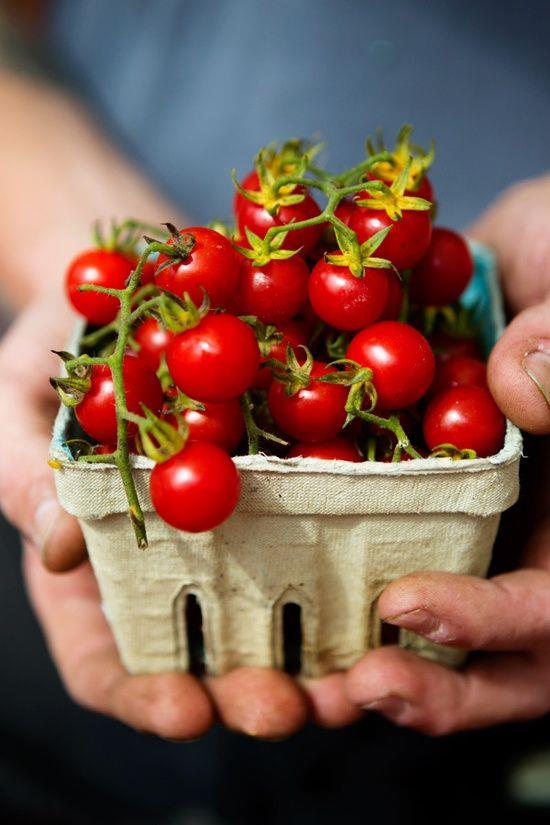 Hạt giống cà chua bi rừng ( cà chua bi dại ) - Gói 20 hạt