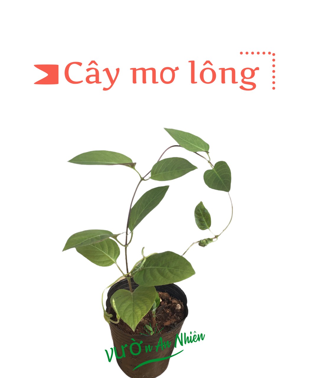 Cây Giống Mơ Lông cây rau mơ