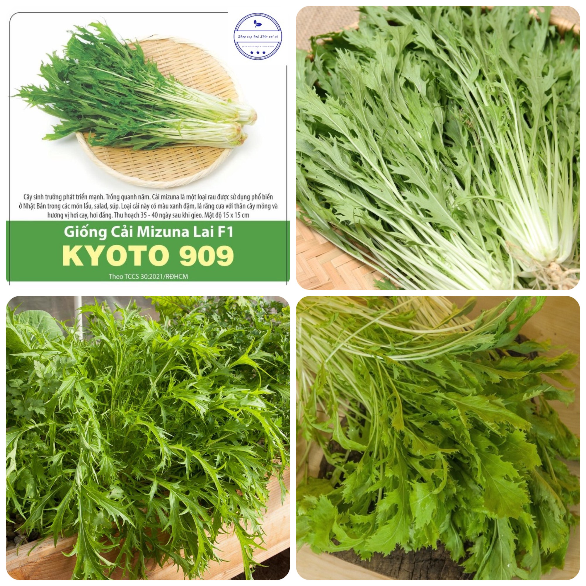 Hạt giống Cải Mizuna Nhật gói 5gr