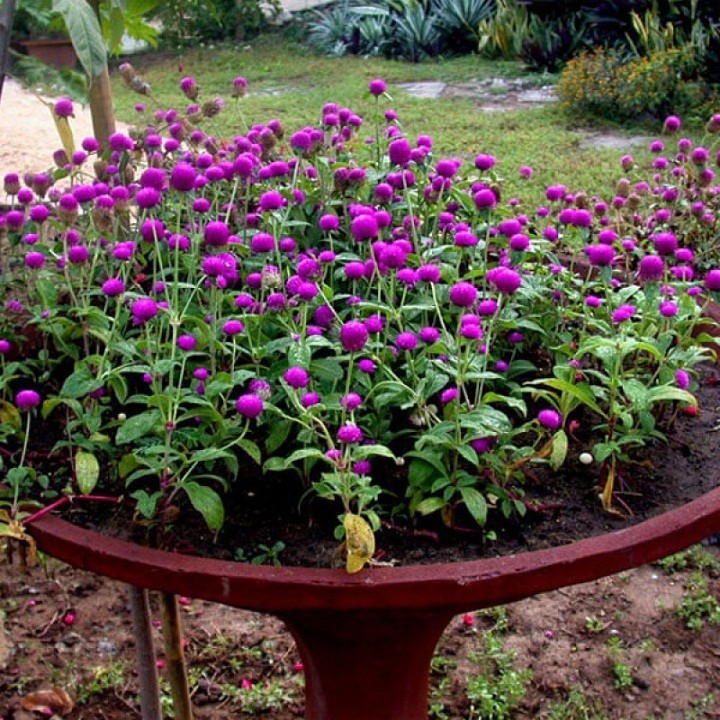 HẠT HOA CÚC BÁCH NHẬT MÀU TÍM - GÓI 0,5 GRAM