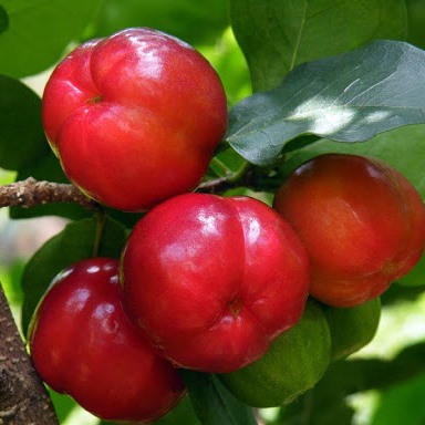 CÂY SƠ RI CHIẾT CÀNH NGỌT