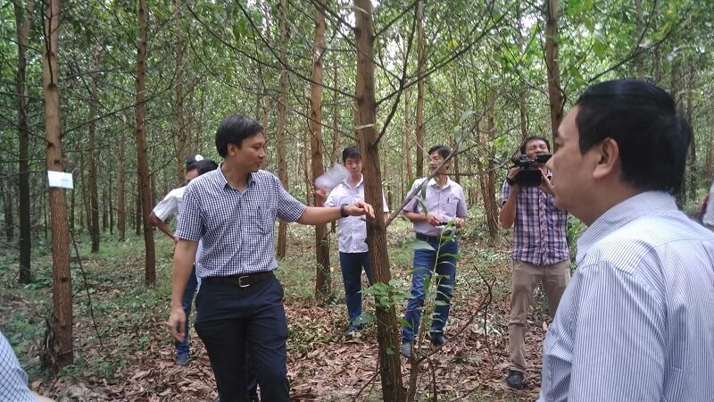 cây giống Keo Lai (tràm lai)