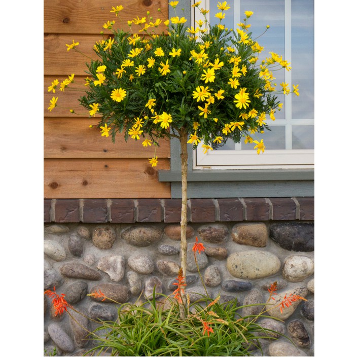 Cây cúc thân gỗ- cúc trường thọ một giống cúc quý trong bộ tứ quý cao 30-40 cm đang hoa ( Ảnh thật số 2)