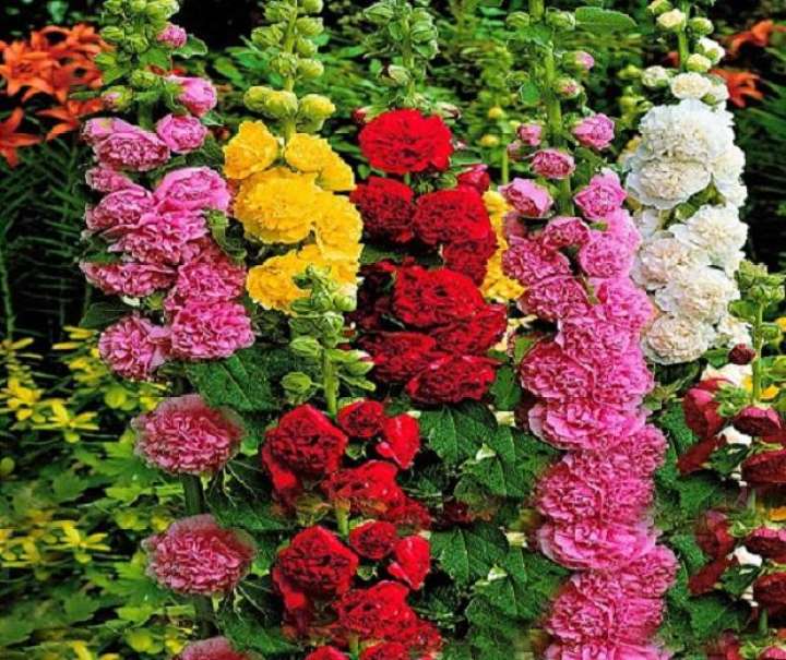 [HCM]Hạt giống hoa Mãn đình hồng