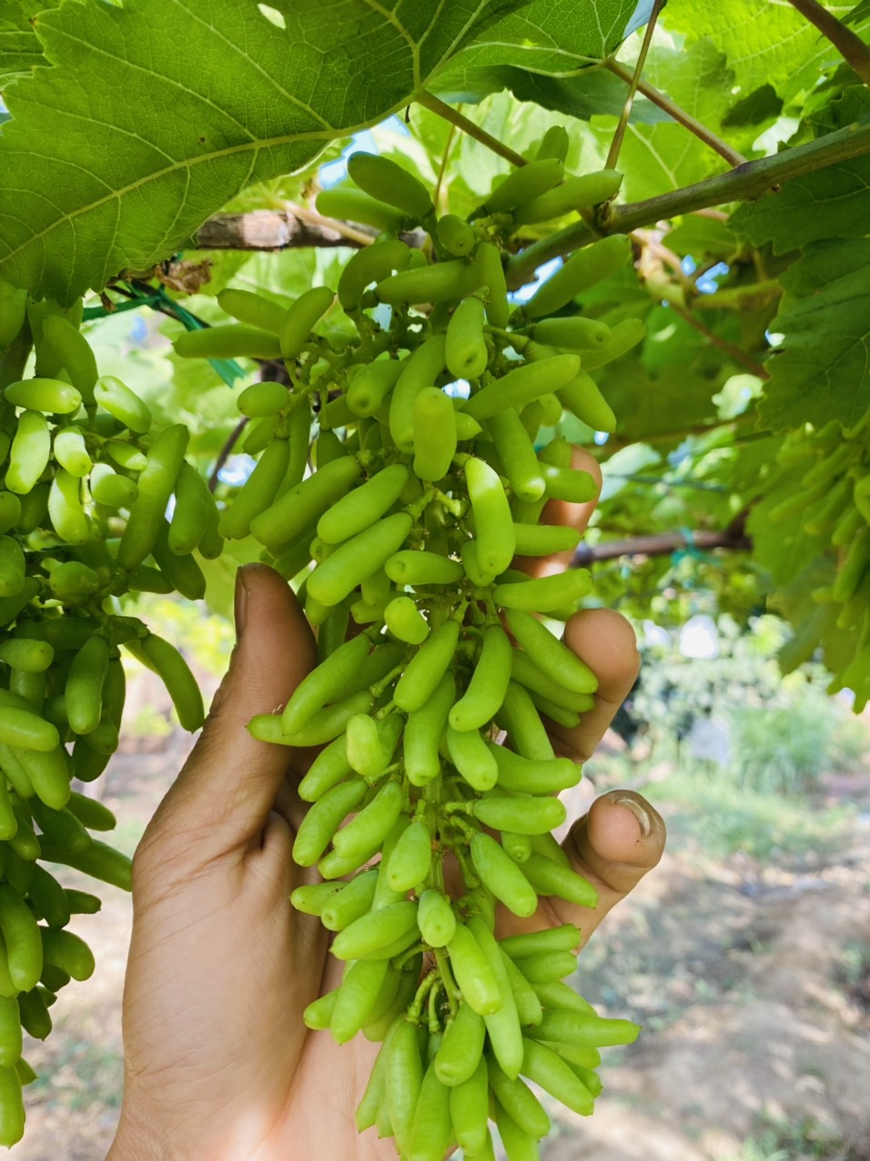 Cây Nho Ngón Tay Đen Úc