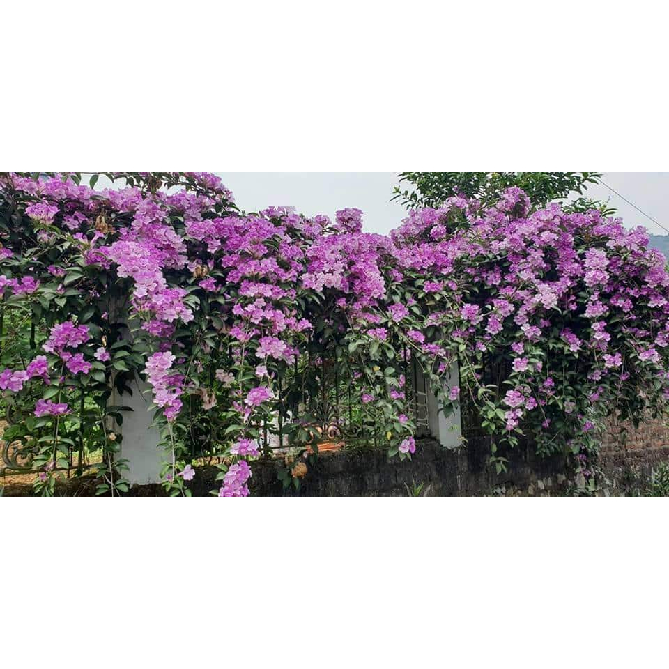 1 bầu cây giống hoa lan leo tỏi tím