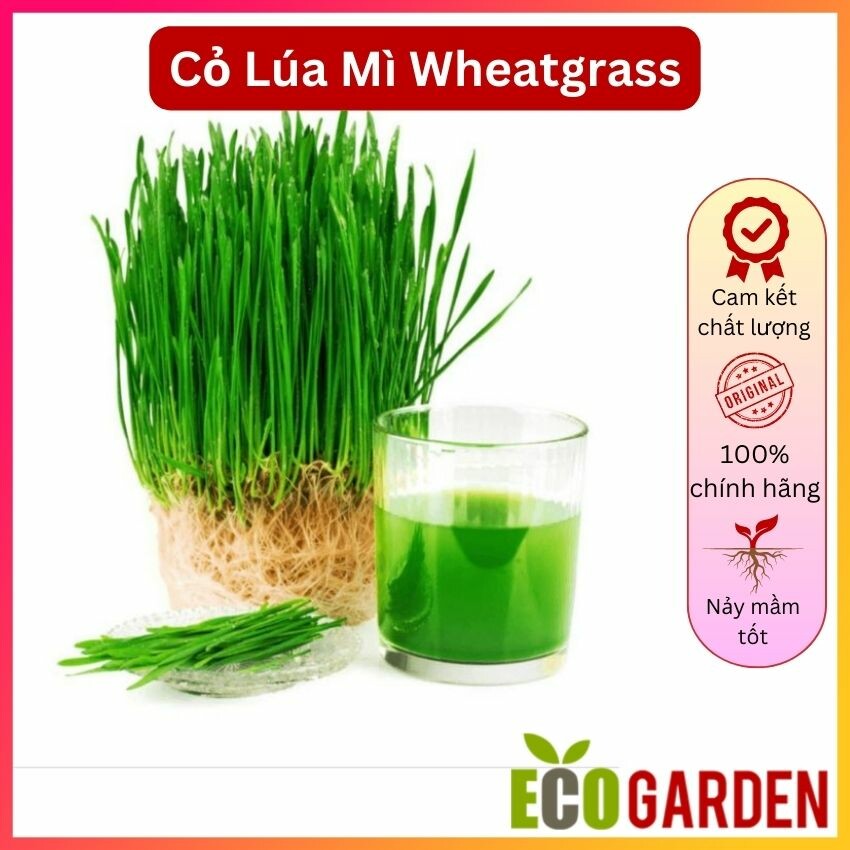 Hạt giống cỏ lúa mì đỏ - cỏ lúa mạch - wheatgrass