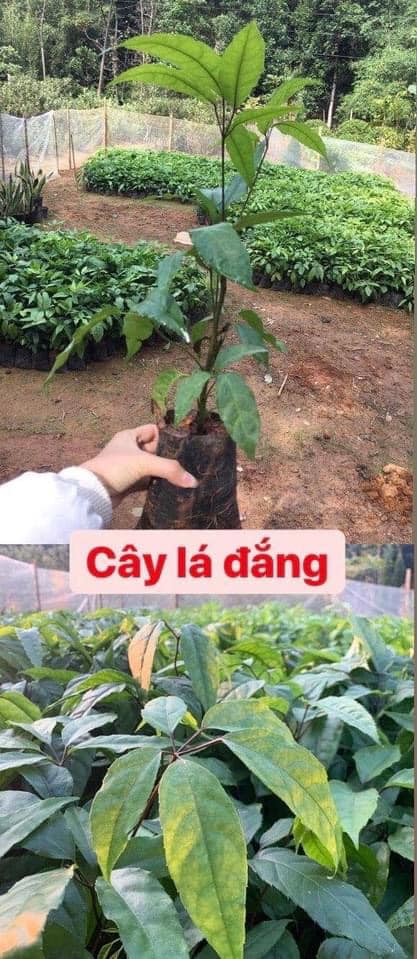 cây lá đắng (lá lục lẳng)