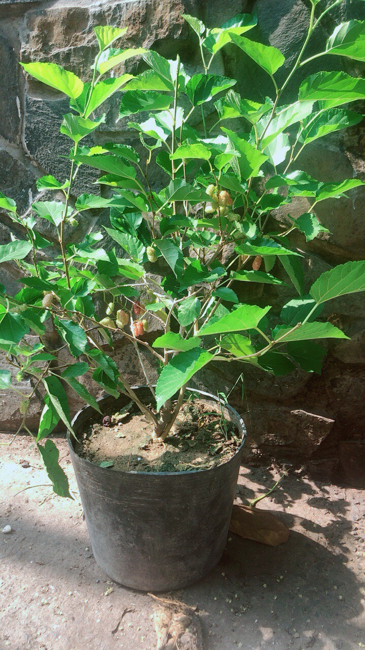 Cây Dâu Tằm