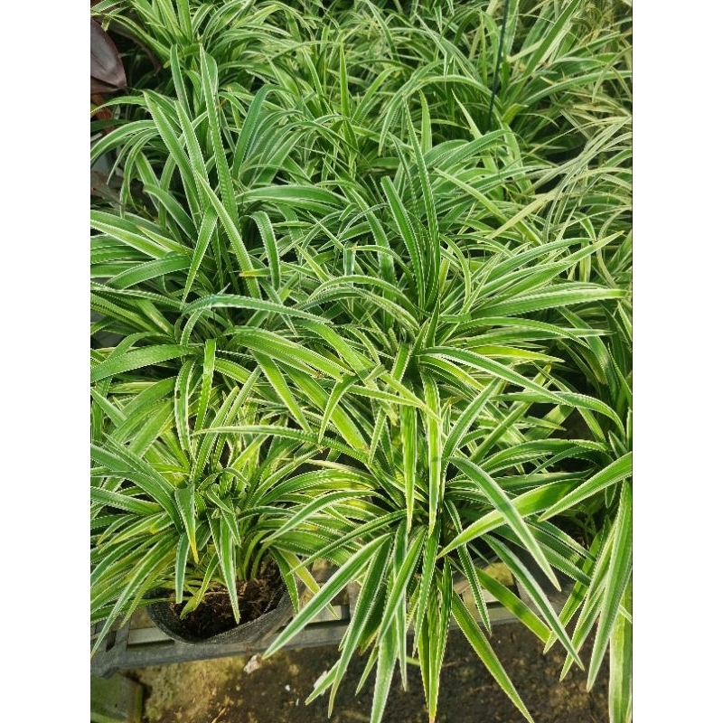 Cây cỏ lan chi - cây dây nhện