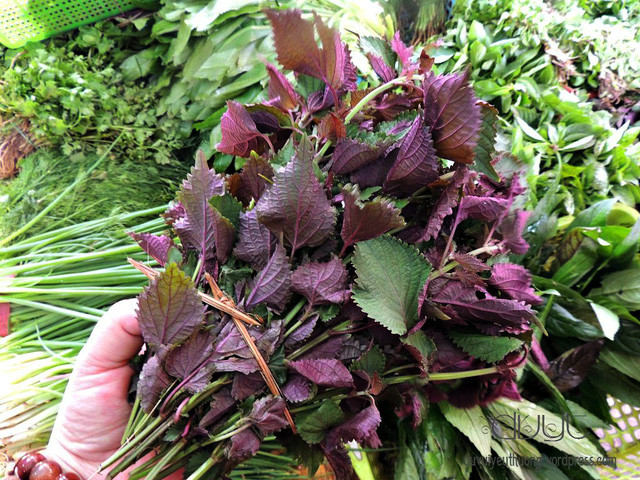 Hạt giống tía tô - gói 2 gram