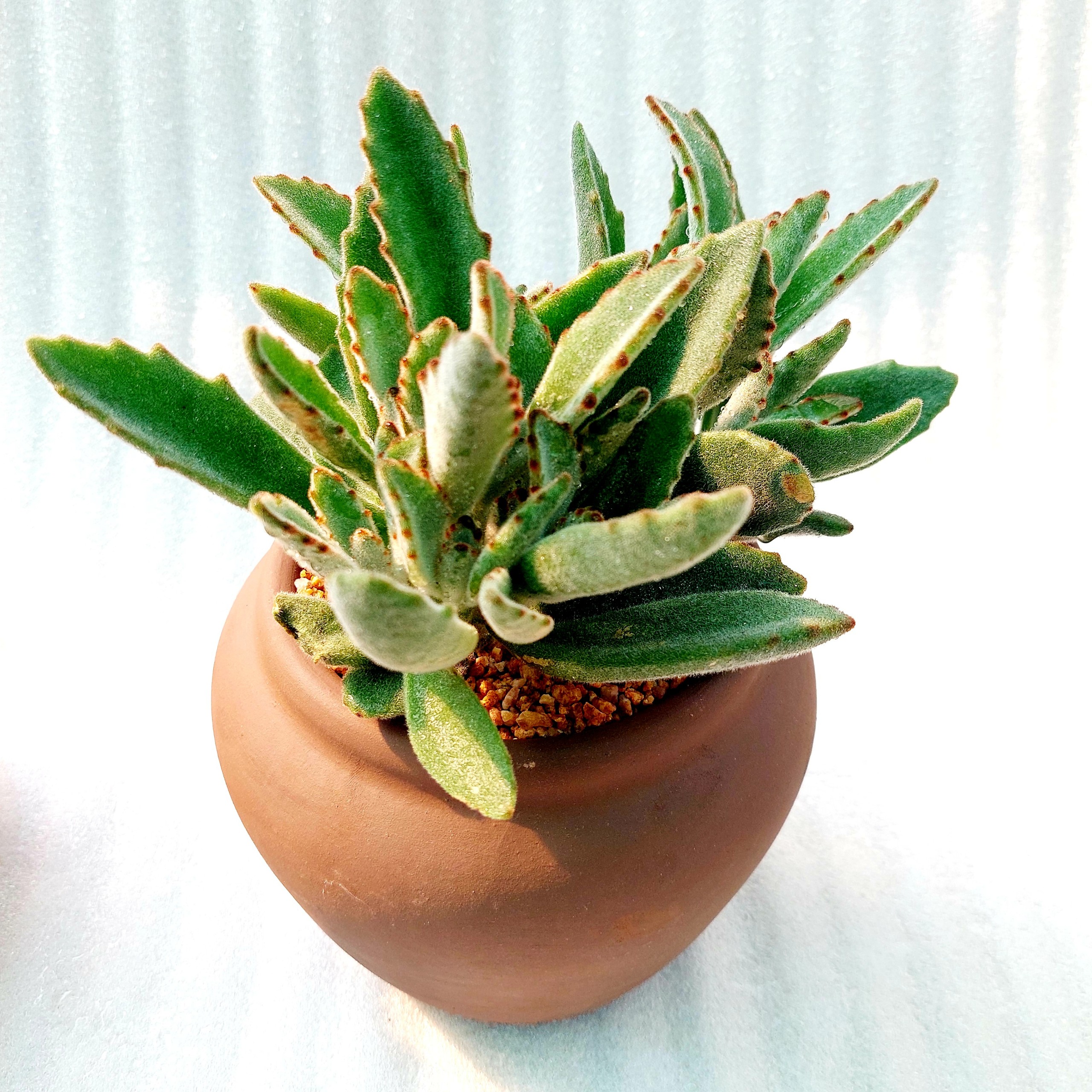 Chậu đất nung - Chum lùn, miệng chậu 14cm, chiều cao 15cm