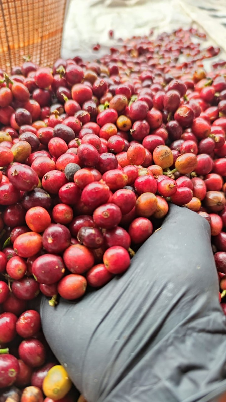 Cà Phê Hạt Specialty Indonesia Central Java Fine Robusta Floral Jasmine - Stupiducks Specialty Coffee