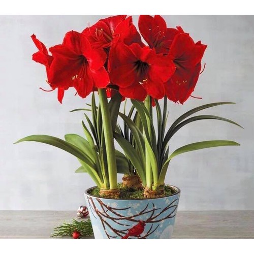 Củ LAN HUỆ tây kép ĐỎ NHUNG (size siêu to)